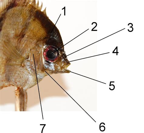 Različne oblike ribjih glav
