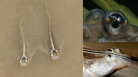 Riba štiriočka in njena prilagoditev zenice