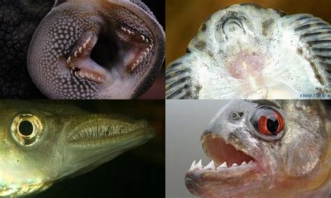 Različni ustni aparati pri ribah