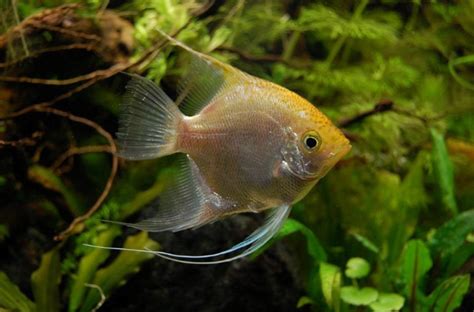 Prsne plavuti pri skalarki