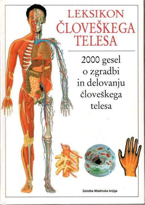 Diagram človeškega telesa z označenimi dojkami in bezgavkami