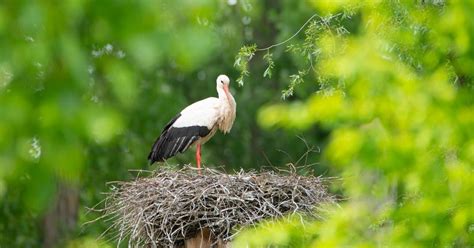 Simbolika štorklje kot prinašalke otrok