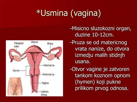 Anatomija ženskih reproduktivnih organov