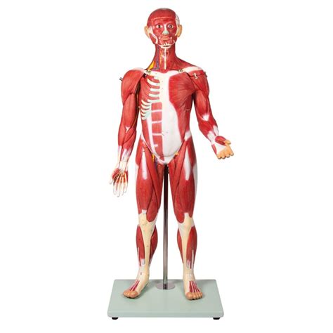 Diagram človeških mišic