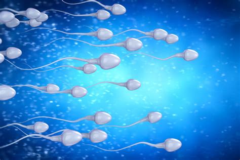 Spajanje spermija in jajčeca