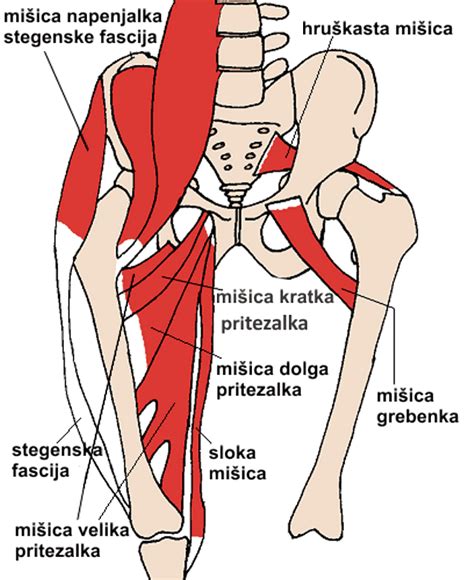 Diagram kolčnega sklepa z označenimi deli
