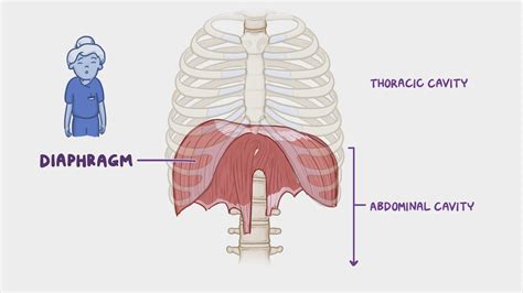 Diagram diafragme in njenih gibov med dihanjem