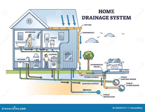 diagram človeškega urinogenitalnega sistema