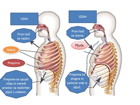 Diagram prikazuje pravilno dihanje s prepono