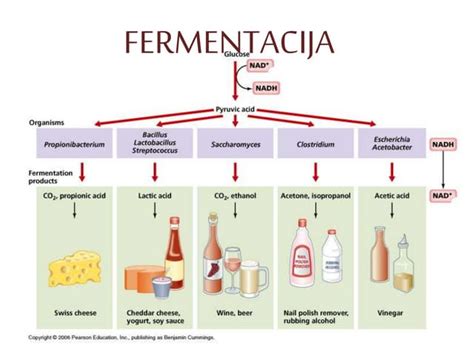 Proces fermentacije živil z mikroorganizmi