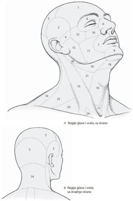 Diagram novorojenčkove glave z označenimi mečavami