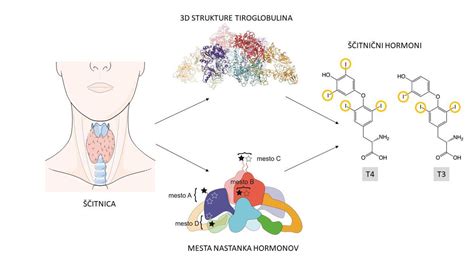 Ilustracija ščitnice z označenimi hormoni