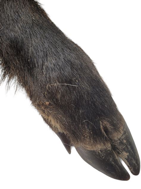 noga z oteklim gležnjem