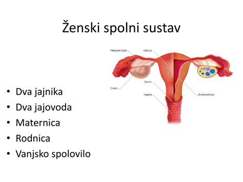 anatomija ženskega reproduktivnega sistema z označenim materničnim vratom