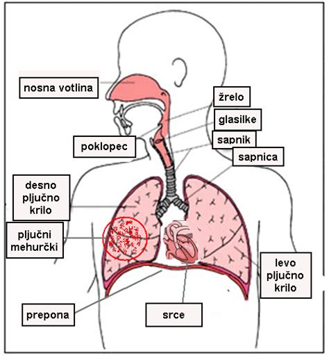 Diagram človeškega grla