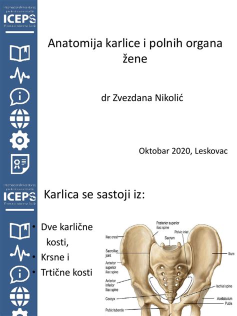 anatomija ženskih zunanjih spolovil deklic