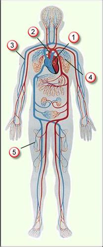 Diagram človeškega telesa s poudarkom na krvnem obtoku in rdečih krvnih celicah
