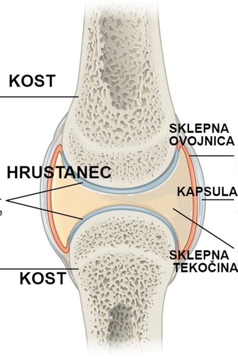 Anatomija kolenskega sklepa