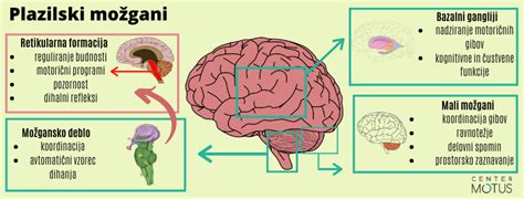 diagram možganov s poudarjenimi deli, povezanimi z motoričnimi funkcijami