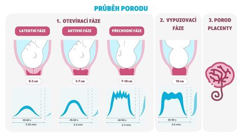 infografika o vlogi partnerja pri porodu