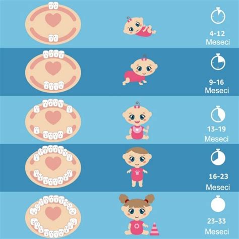 Grafikon razvoja zob pri dojenčku