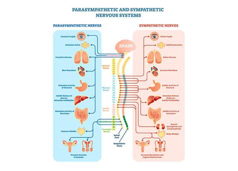 Diagram parasimpatičnega in simpatičnega živčnega sistema
