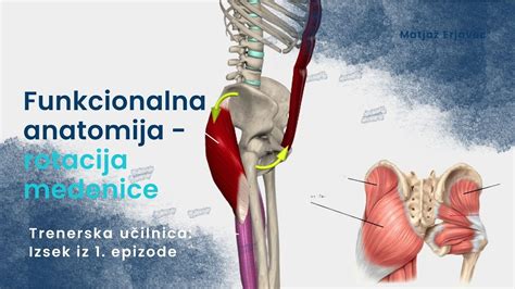Anatomija ženske medenice z maternico
