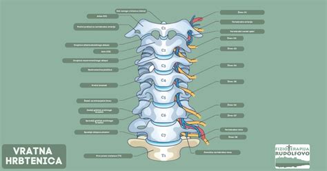 Diagram hrbtenice z označenimi vretenci in medvretenčnimi ploščicami