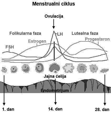 Ovulacijski ciklus