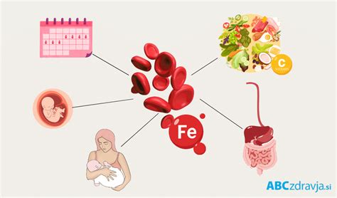 Diagram, ki prikazuje vlogo železa pri tvorbi hemoglobina in prenosu kisika.