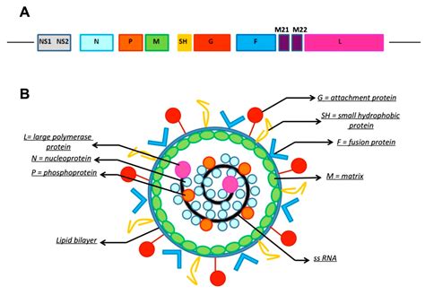 diagram prenosa virusa RSV