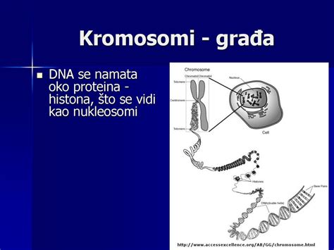 človeški kromosomi