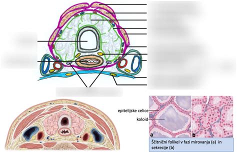 Diagram delovanja ščitnice in absorbcije joda