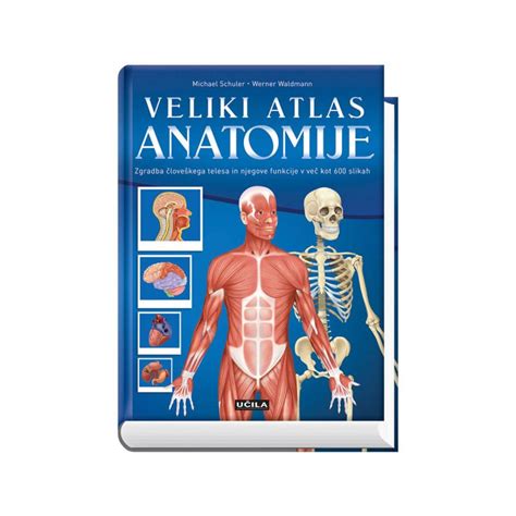 Diagram človeške reproduktivne anatomije moškega