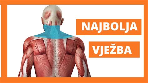 anatomska risba ščitnice