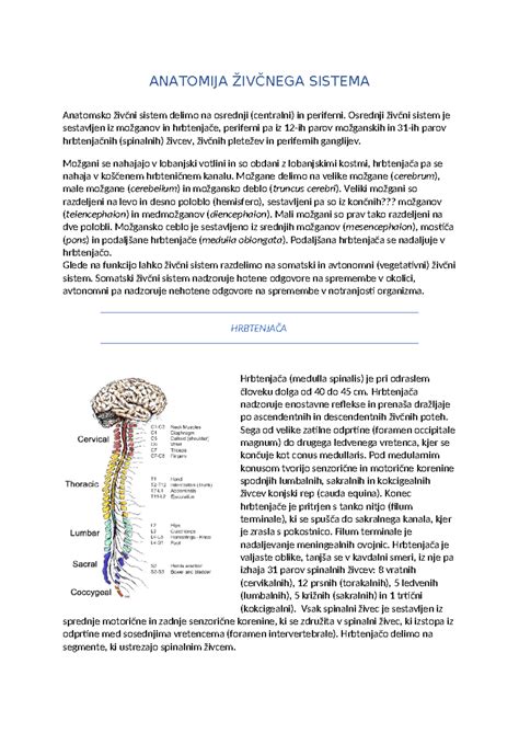 Diagram živčnega sistema z označenimi senzoričnimi gangliji