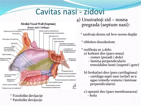 Diagram prikazuje meritev nuhalne svetline in nosne kosti