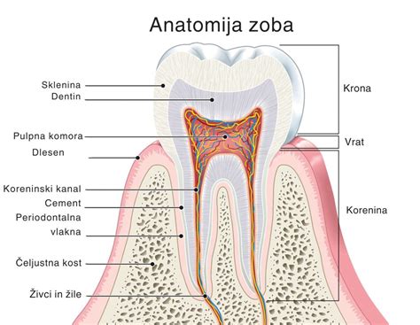 Anatomija mošnje in moda