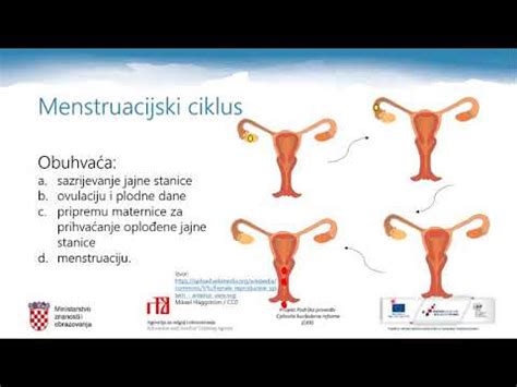 Ilustracija ženskih reproduktivnih organov