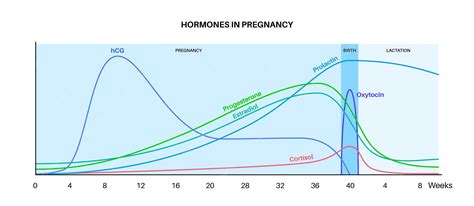 Diagram človeškega hormona hCG