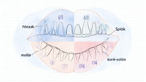 Diagram otroških ust z označenim priraščenim jezičkom