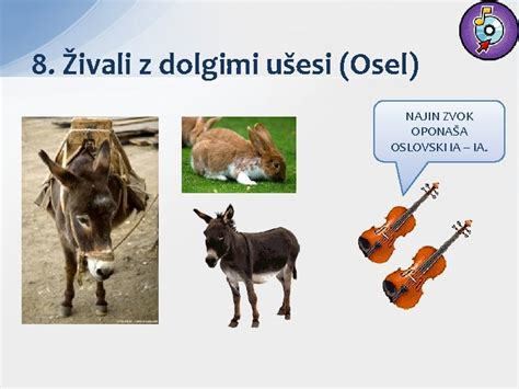 pogled na kunca z dolgimi ušesi