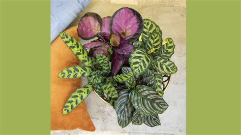 seznam strupenih rastlin za hišne ljubljenčke