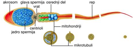 mikroskopski prikaz semenčice in jajčne celice