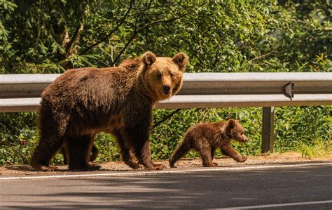 simbolična upodobitev družine