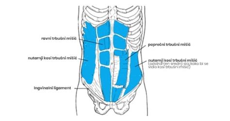 Anatomija trebušnih mišic z označenim linea alba