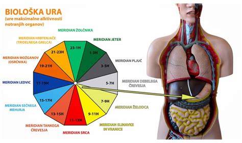 Diagram notranjih organov v medenici in trebuhu