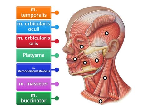 Diagram anatomije glave konja z označenimi sinusi in vrečkami