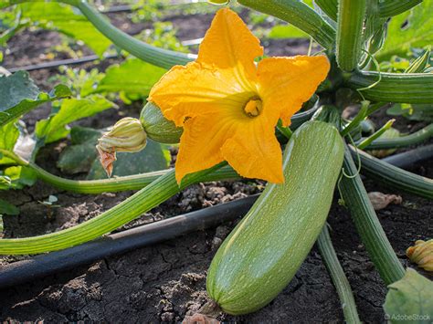 Sadike buč v lončkih