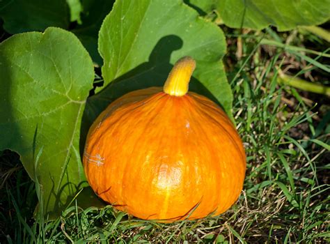 Rastlina buče hokaido z plodom